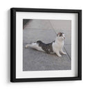 Gato Yoga Vi - Kim Curinga | Cuadro decorativo de Canvas Lab