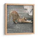 Cat Yoga Viii - Kim Curinga | Cuadro decorativo de Canvas Lab