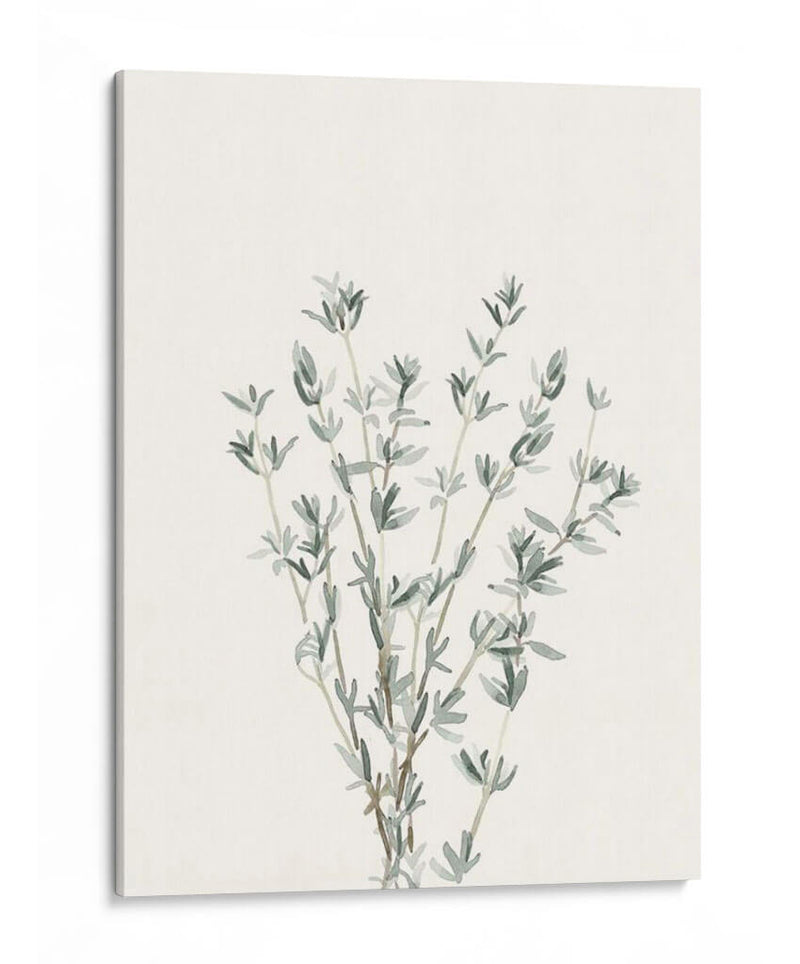 Delicate Sage Botanical Iii - Gerard Paul Deshayes | Cuadro decorativo de Canvas Lab