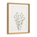 Delicate Sage Botanical Iii - Gerard Paul Deshayes | Cuadro decorativo de Canvas Lab