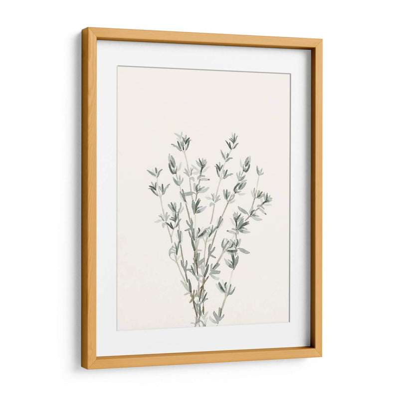 Delicate Sage Botanical Iii - Gerard Paul Deshayes | Cuadro decorativo de Canvas Lab