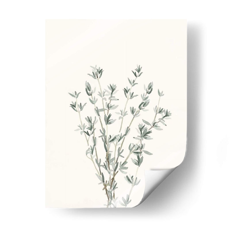 Delicate Sage Botanical Iii - Gerard Paul Deshayes | Cuadro decorativo de Canvas Lab