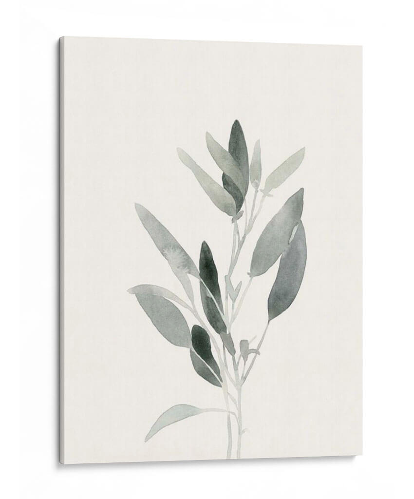 Sabia Delicada Botánica Iv - Gerard Paul Deshayes | Cuadro decorativo de Canvas Lab