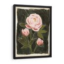 Peonies Vintage Ii - Grace Popp | Cuadro decorativo de Canvas Lab