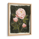 Peonies Vintage Ii - Grace Popp | Cuadro decorativo de Canvas Lab
