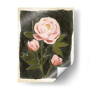 Peonies Vintage Ii - Grace Popp | Cuadro decorativo de Canvas Lab
