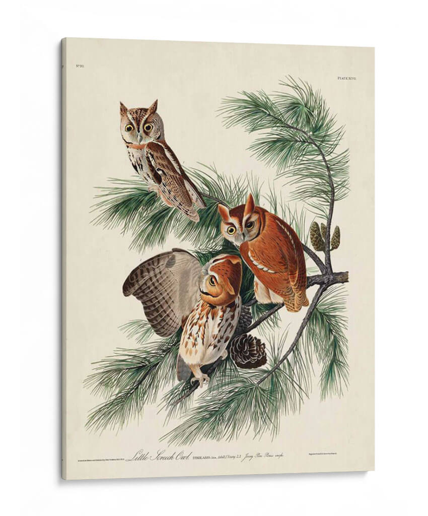 Pl 97 Pequeño Búho Chillido - John James Audubon | Cuadro decorativo de Canvas Lab