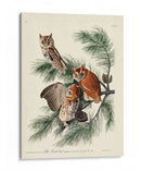 Pl 97 Pequeño Búho Chillido - John James Audubon | Cuadro decorativo de Canvas Lab