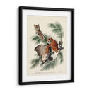 Pl 97 Pequeño Búho Chillido - John James Audubon | Cuadro decorativo de Canvas Lab