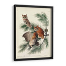 Pl 97 Pequeño Búho Chillido - John James Audubon | Cuadro decorativo de Canvas Lab
