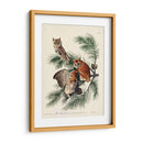 Pl 97 Pequeño Búho Chillido - John James Audubon | Cuadro decorativo de Canvas Lab