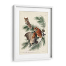 Pl 97 Pequeño Búho Chillido - John James Audubon | Cuadro decorativo de Canvas Lab