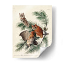 Pl 97 Pequeño Búho Chillido - John James Audubon | Cuadro decorativo de Canvas Lab