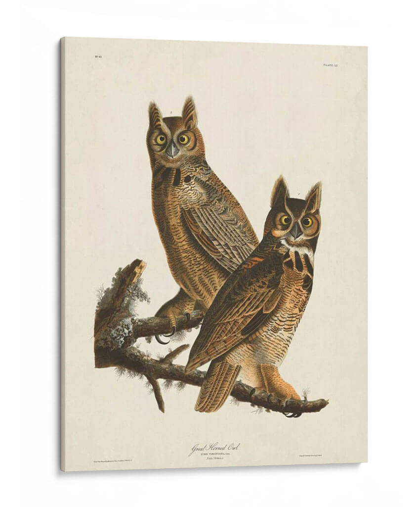Pl 61 Gran Búho De Cuernos - John James Audubon | Cuadro decorativo de Canvas Lab