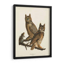 Pl 61 Gran Búho De Cuernos - John James Audubon | Cuadro decorativo de Canvas Lab