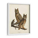 Pl 61 Gran Búho De Cuernos - John James Audubon | Cuadro decorativo de Canvas Lab