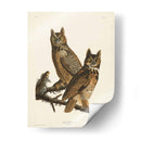 Pl 61 Gran Búho De Cuernos - John James Audubon | Cuadro decorativo de Canvas Lab