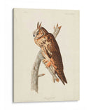 Pl 383 Búho De Orejas Largas - John James Audubon | Cuadro decorativo de Canvas Lab