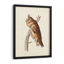 Pl 383 Búho De Orejas Largas - John James Audubon | Cuadro decorativo de Canvas Lab