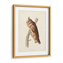 Pl 383 Búho De Orejas Largas - John James Audubon | Cuadro decorativo de Canvas Lab