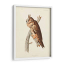 Pl 383 Búho De Orejas Largas - John James Audubon | Cuadro decorativo de Canvas Lab