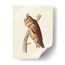 Pl 383 Búho De Orejas Largas - John James Audubon | Cuadro decorativo de Canvas Lab