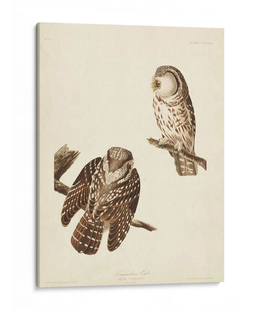 Pl 380 Tengmalms Búho - John James Audubon | Cuadro decorativo de Canvas Lab