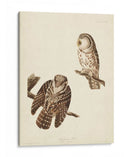 Pl 380 Tengmalms Búho - John James Audubon | Cuadro decorativo de Canvas Lab