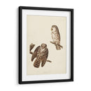 Pl 380 Tengmalms Búho - John James Audubon | Cuadro decorativo de Canvas Lab