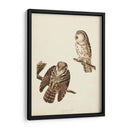 Pl 380 Tengmalms Búho - John James Audubon | Cuadro decorativo de Canvas Lab