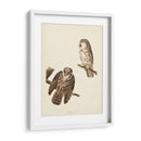 Pl 380 Tengmalms Búho - John James Audubon | Cuadro decorativo de Canvas Lab