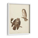 Pl 380 Tengmalms Búho - John James Audubon | Cuadro decorativo de Canvas Lab