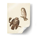 Pl 380 Tengmalms Búho - John James Audubon | Cuadro decorativo de Canvas Lab