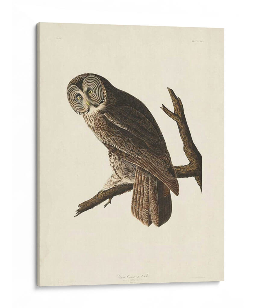 Pl 351 Gran Búho Cine - John James Audubon | Cuadro decorativo de Canvas Lab