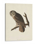 Pl 351 Gran Búho Cine - John James Audubon | Cuadro decorativo de Canvas Lab