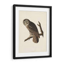 Pl 351 Gran Búho Cine - John James Audubon | Cuadro decorativo de Canvas Lab