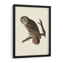 Pl 351 Gran Búho Cine - John James Audubon | Cuadro decorativo de Canvas Lab