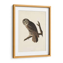 Pl 351 Gran Búho Cine - John James Audubon | Cuadro decorativo de Canvas Lab