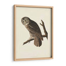 Pl 351 Gran Búho Cine - John James Audubon | Cuadro decorativo de Canvas Lab