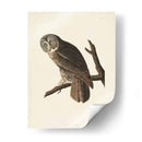 Pl 351 Gran Búho Cine - John James Audubon | Cuadro decorativo de Canvas Lab