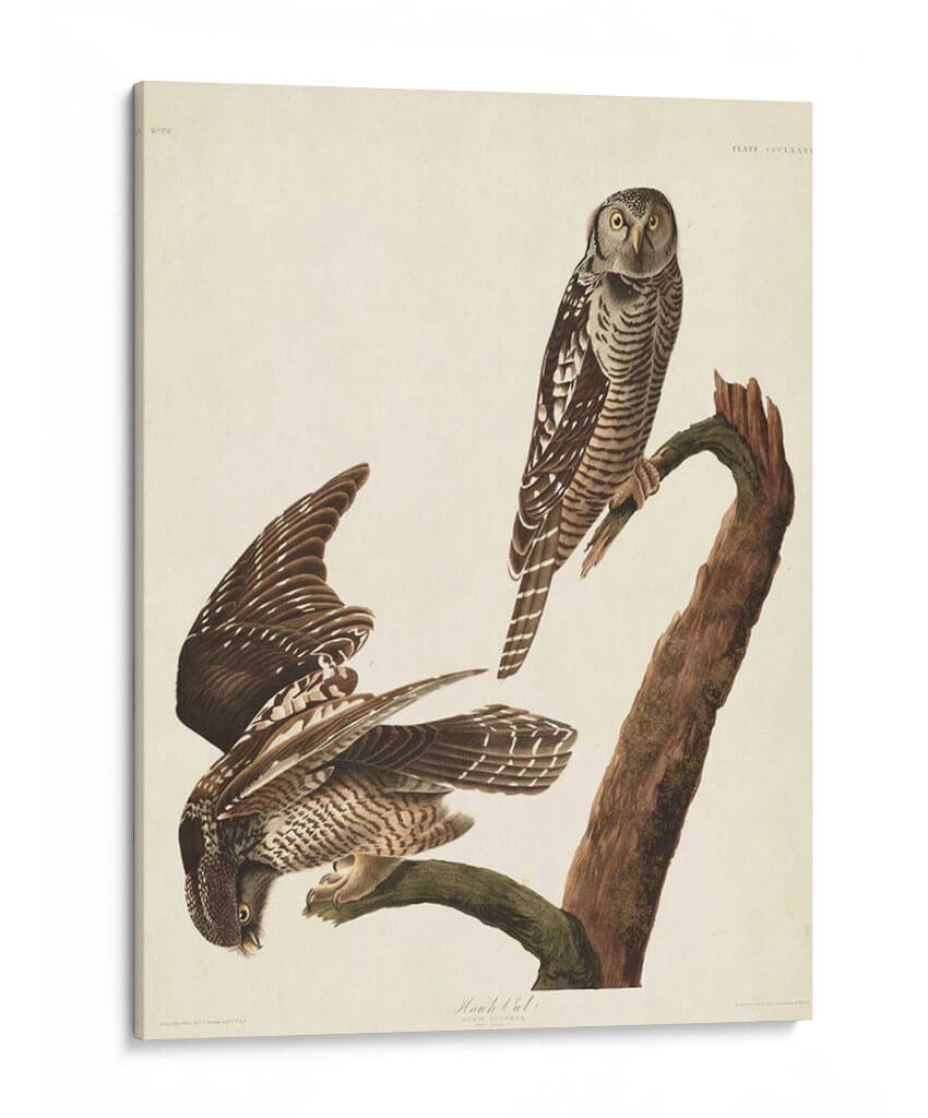 Pl 378 Halcón Búho - John James Audubon | Cuadro decorativo de Canvas Lab