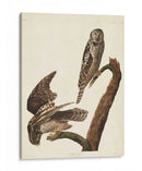 Pl 378 Halcón Búho - John James Audubon | Cuadro decorativo de Canvas Lab