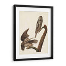 Pl 378 Halcón Búho - John James Audubon | Cuadro decorativo de Canvas Lab