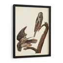Pl 378 Halcón Búho - John James Audubon | Cuadro decorativo de Canvas Lab