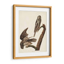 Pl 378 Halcón Búho - John James Audubon | Cuadro decorativo de Canvas Lab