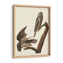 Pl 378 Halcón Búho - John James Audubon | Cuadro decorativo de Canvas Lab