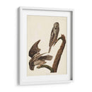 Pl 378 Halcón Búho - John James Audubon | Cuadro decorativo de Canvas Lab