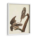 Pl 378 Halcón Búho - John James Audubon | Cuadro decorativo de Canvas Lab