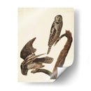 Pl 378 Halcón Búho - John James Audubon | Cuadro decorativo de Canvas Lab