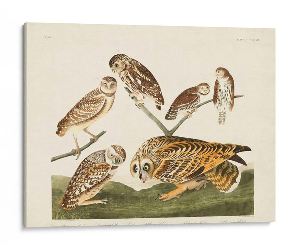Pl 432 Madriguera Búho - John James Audubon | Cuadro decorativo de Canvas Lab